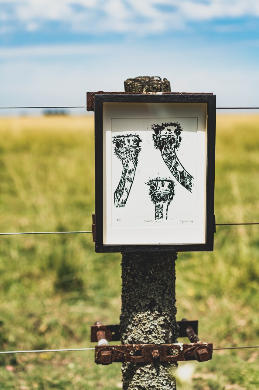 Ostriches in the Field